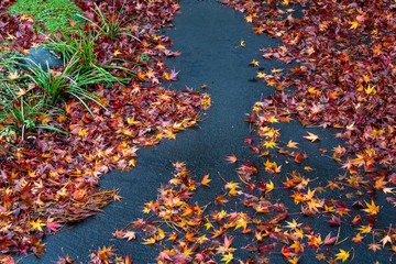 Fototapeta na wymiar Colorful fallen maple leaves on a driveway on a wet day, water channel in middle