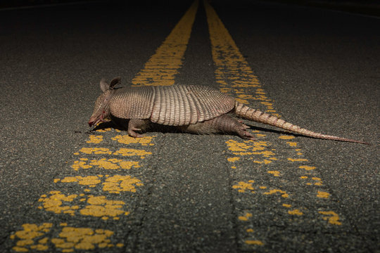 Armadillo body with blood came out of it's mouth, ran over by car on road early in the morning.