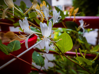 Beautiful white Japanese honeysuckle flowers