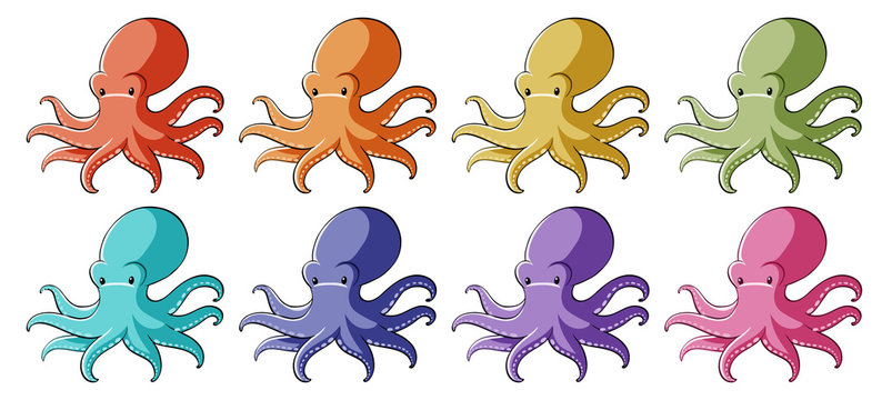 Octopus in different colors