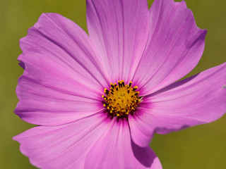 Cosmea