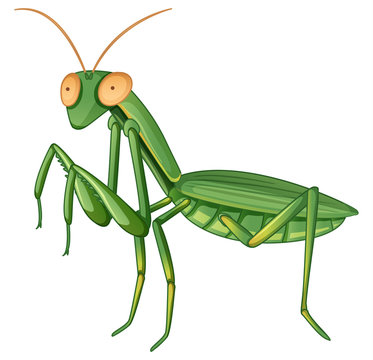 Gpraying mantis on white background