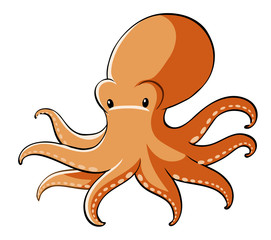 Orange octopus on white background
