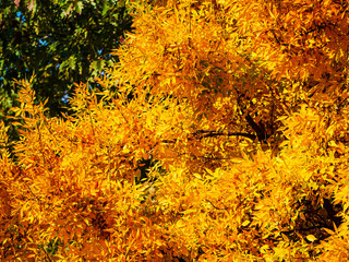 Btight yellow foliage of a tree in autumn