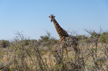 Wild giraffe in Etosha National Park in Namibia