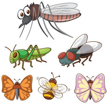 Isolated picture of different insects
