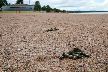 The canadian goose excrement lying on the beach in Helsinki. The polution of the sand and problem for the people. 