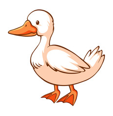 Duck on white background