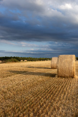 Campos de balas de paja. campo de cultivo para forraje. Paja como alimento. Agricultura. Campos en verano