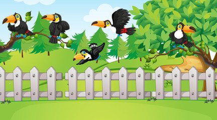 Scene with many toucan birds in the park © GraphicsRF