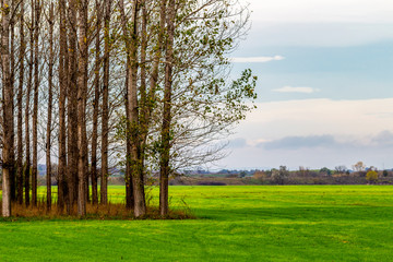 Poplar trees row in a crop field at Zlato Pole or Gold Field Protected Area, Municipality of Dimitrovgrad,Haskovo Province, Bulgaria