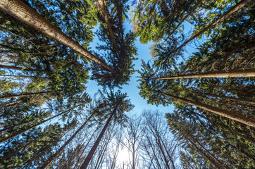 the beautiful forest