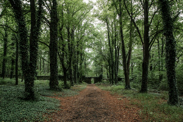 The pictire from the old abandoned cemetery without tombstones. Only small hills show, that there are graves under the overgrown ivy. 