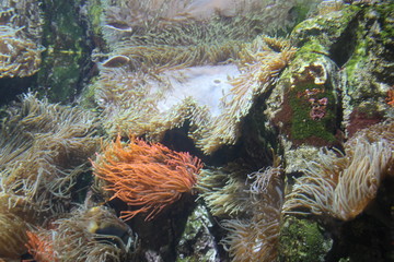fish in aquarium