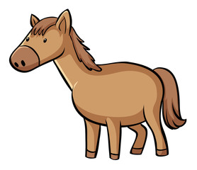 Brown horse on white background