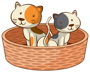 Two kittens on white background