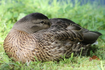 duck on grass
