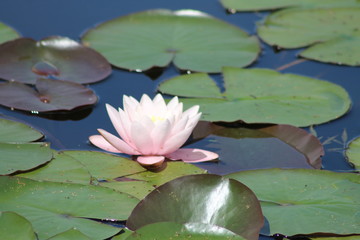 pink water lily in pond