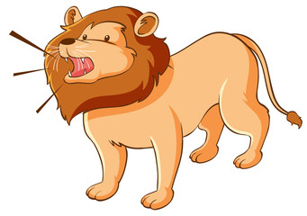 Wild lion on white background