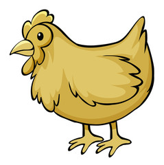Yellow chicken on white background