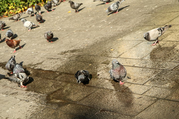 The thirsty pigeons are drinking water from the small puddle by the fountain. 