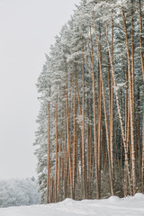 Tall pine forest. Trunks and crowns of pine trees covered in snow.
