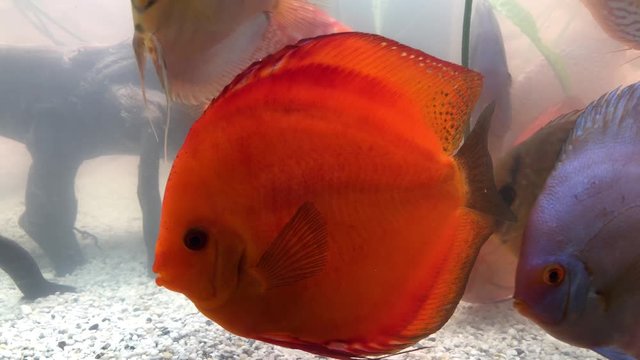 Diskus Fische in ihrer vollen Pracht an Farbe im Aquarium