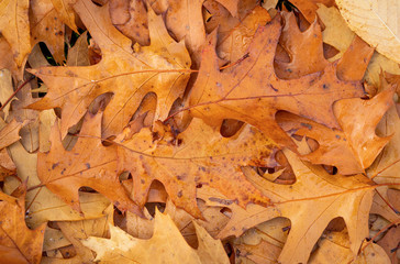 Fall Leaves on the ground in the fall/autumn, on the ground, dry leaves. Leaf from tree.