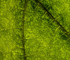 Background image of a leaf of a tree close up. A green leaf of a tree is a big magnification. Macro shooting.