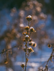 Winter landscape and nature