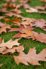 Fall Leaves on the ground in the fall/autumn, on the ground, dry leaves. Leaf from tree.