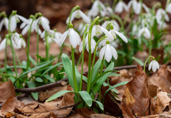 przebiśnieg,kwiat,las,wiosna