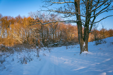 Winter landscape and nature