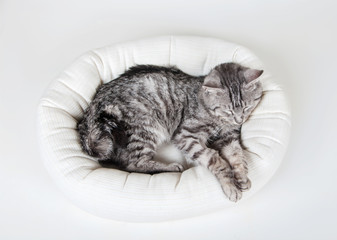 gray cat sleeps in a couch top view isolated on white