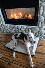 Gorgeous harlequin great dane dog happy on his bed next to fireplace.