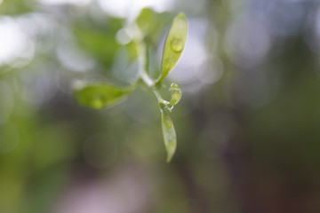 green leaves in spring