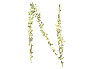 Isolated object: spelled with sprigs of rosemary letter of the English alphabet