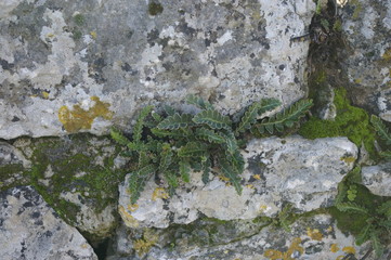 vieux mur de pierres couvert de plantes