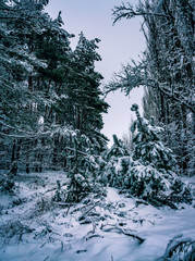 Winter landscape and nature