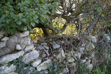 vieux mur de pierres couvert de plantes
