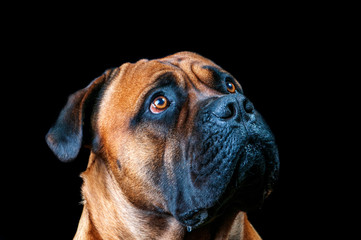 Obraz premium A full adult male Boerboel dog from South Africa