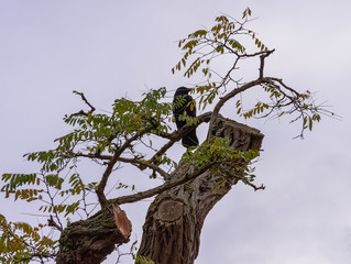 Common raven (Corvus corax), also known as northern raven in Ham, London, United Kingdom