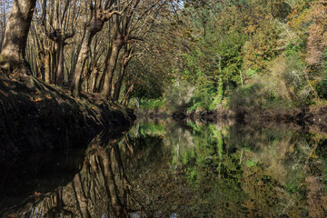 Autumnal trees reflected in river water