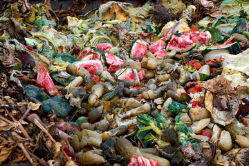 rotten vegetables and berries thrown in the trash