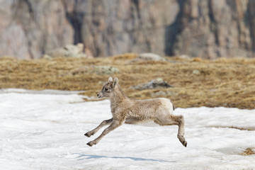 Mammals of Colorado. Colorado Rocky Mountain Bighorn Sheep