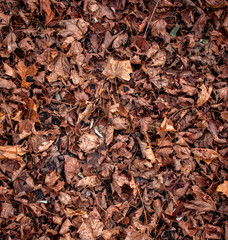 Colorful background from colorful leaves in late autumn