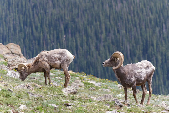 Mammals of Colorado. Colorado Rocky Mountain Bighorn Sheep