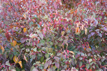 Leaves of smoketree spurge or euphorbia cotinifolia