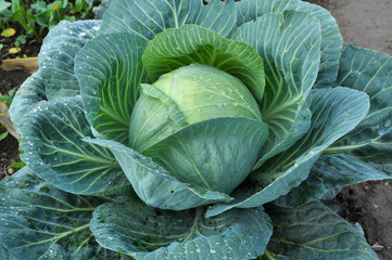 Fototapeta premium Cabbage grows in the open ground