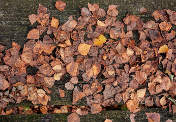 Colorful background from colorful leaves in late autumn